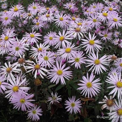 Aster pyrenaeus 'Lutetia'