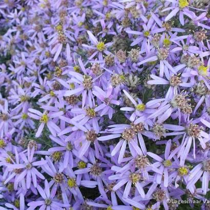 Aster sedifolius 'Nanus'