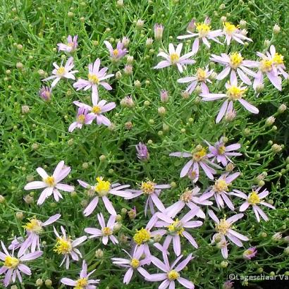 Aster sedifolius 'Nanus'