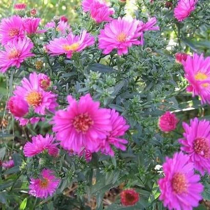 Aster (D) 'Anneke'