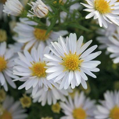 Aster (D) 'Apollo'