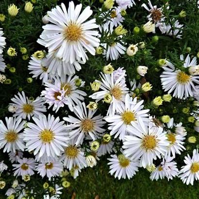 Aster (D) 'Apollo'