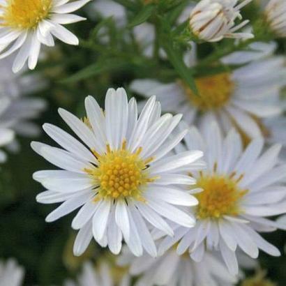 Aster (D) 'Apollo'