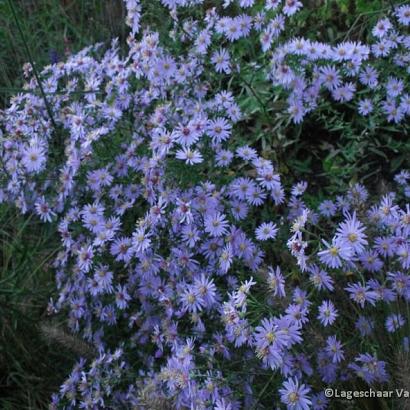 Aster 'Little Carlow'