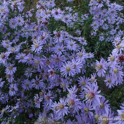 Aster 'Little Carlow'