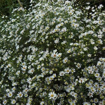 Aster (U) 'Monte Cassino'