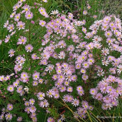 Aster 'Pink Star'