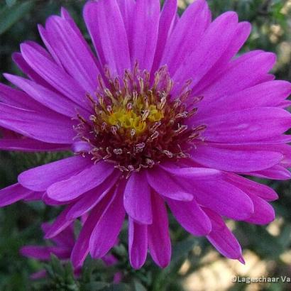 Aster (D) 'Starlight'