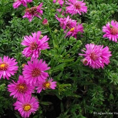 Aster (D) 'Starlight'