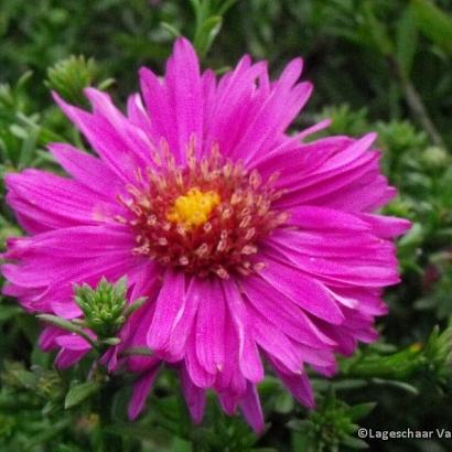 Aster (D) 'Starlight'