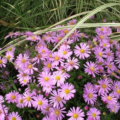 Aster 'Wood's Pink'