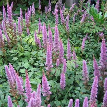 Astilbe c. 'Pumila'