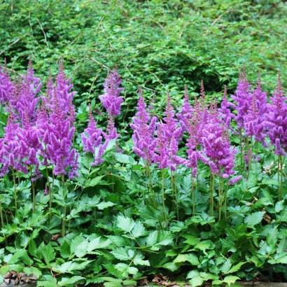 Astilbe (A) 'Amethyst'