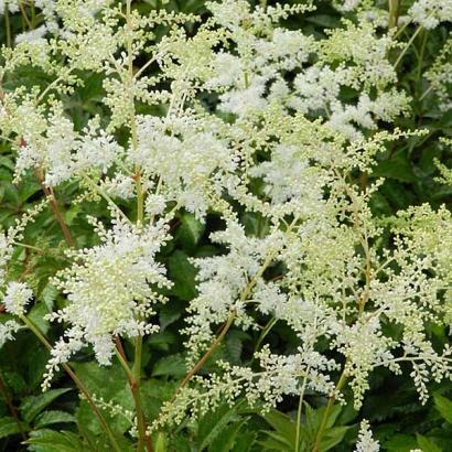 Astilbe (A) 'Brautschleier'