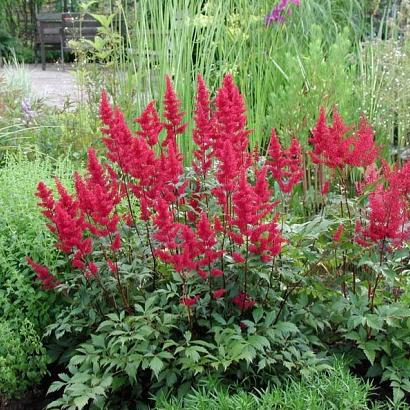 Astilbe (A) 'Fanal'