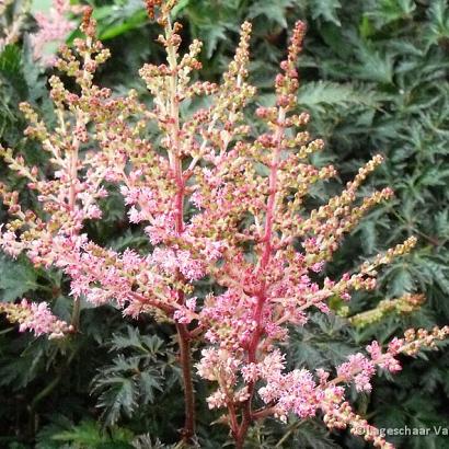 Astilbe (S) 'Sprite'