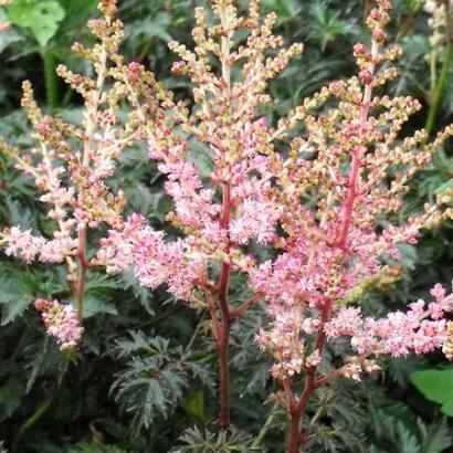 Astilbe (S) 'Sprite'