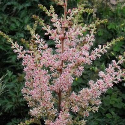 Astilbe (S) 'Sprite'