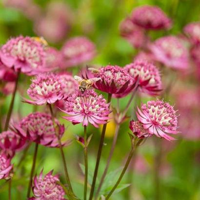 Astrantia maj. 'Claret'