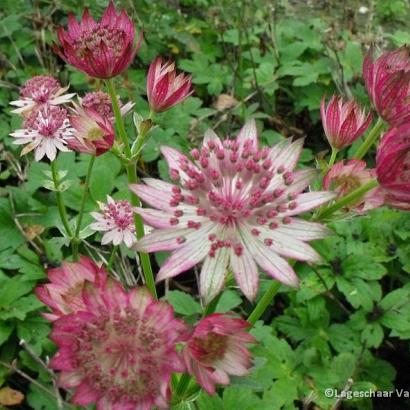 Astrantia maj. 'Roma'