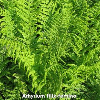 Athyrium filix-femina