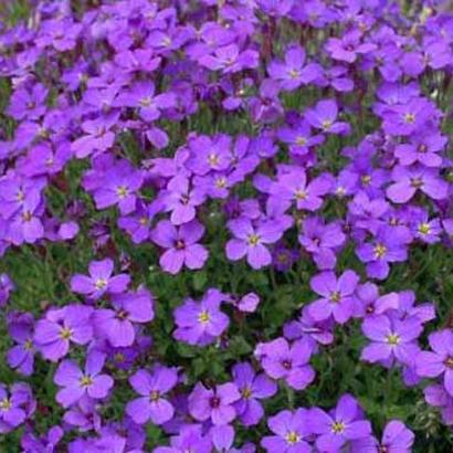 Aubrieta 'Cascade Blue'