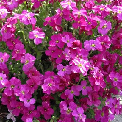 Aubrieta 'Cascade Red'