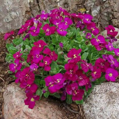 Aubrieta 'Red Carpet'