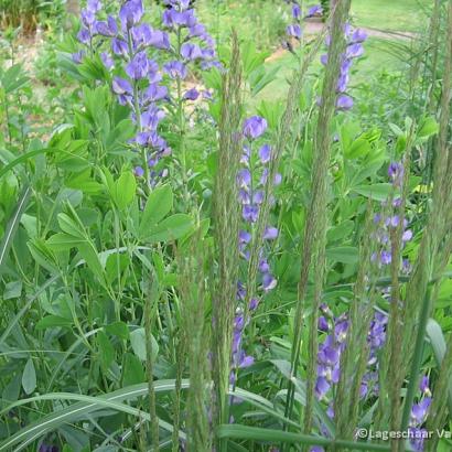 Baptisia australis