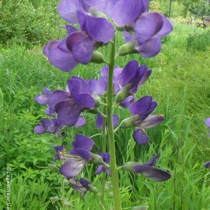 Baptisia australis