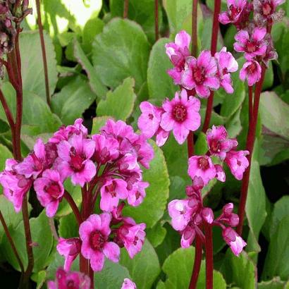 Bergenia 'Morgenröte'