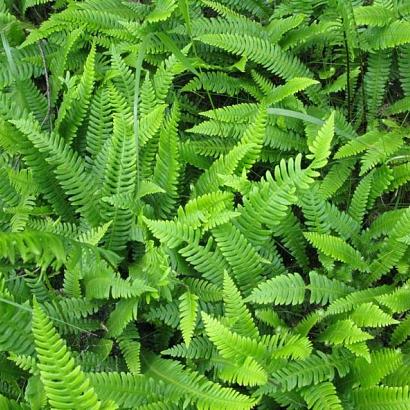 Blechnum spicant