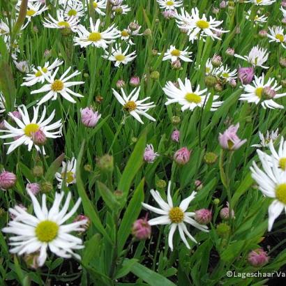 Boltonia asteroides 'Snowbank'