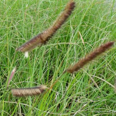 Bouteloua gracilis