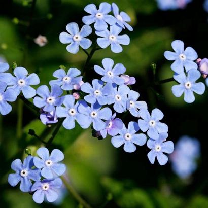 Brunnera macrophylla