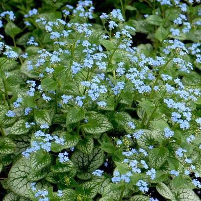 Brunnera macr. 'Jack Frost'