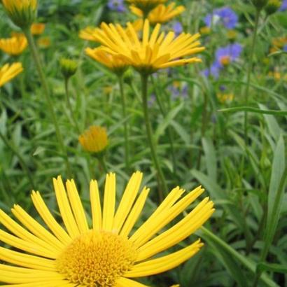 Buphthalmum salicifolium