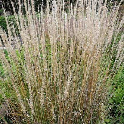 Calamagrostis acut. 'Karl Foerster'