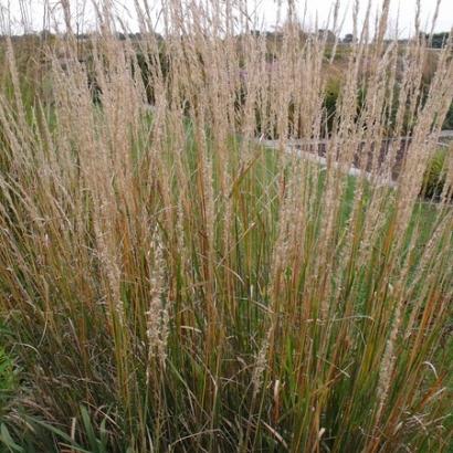 Calamagrostis acut. 'Karl Foerster'