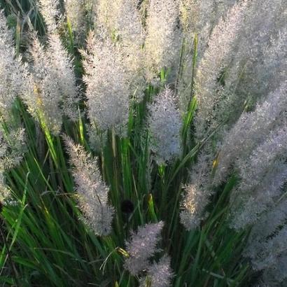 Calamagrostis brachytricha