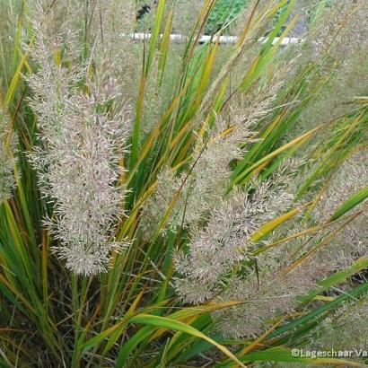 Calamagrostis brachytricha