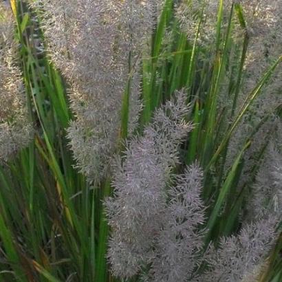 Calamagrostis brachytricha