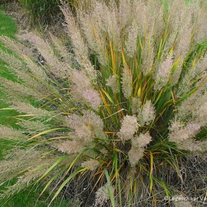 Calamagrostis brachytricha