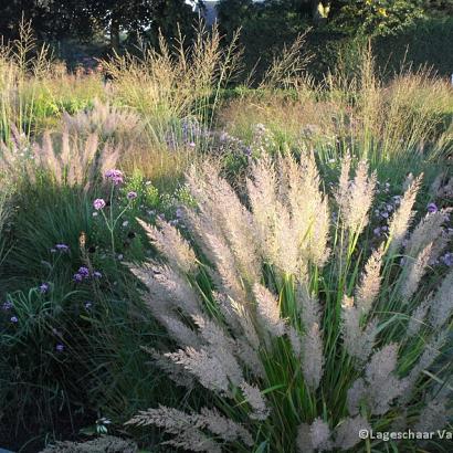 Calamagrostis brachytricha