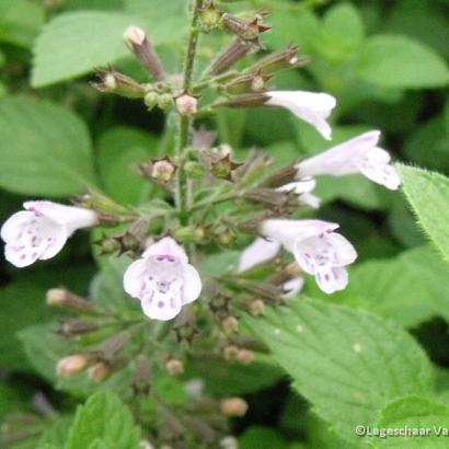 Calamintha n. 'Blue Cloud'