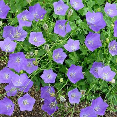 Campanula carp. 'Pearl Blue'