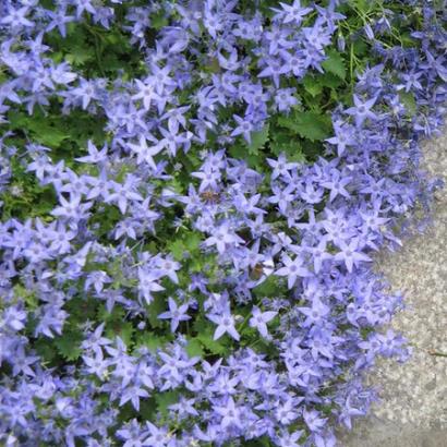 Campanula garganica