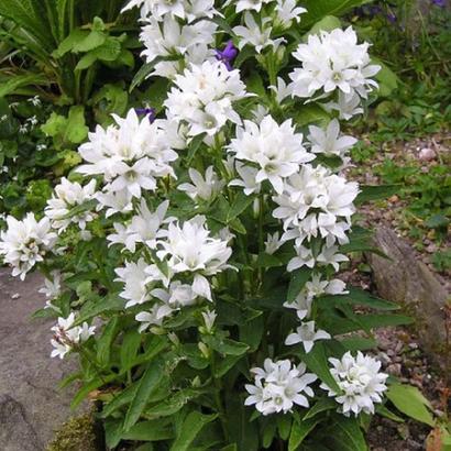 Campanula glom. 'Alba'