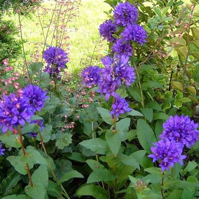 Campanula glom. 'Superba'