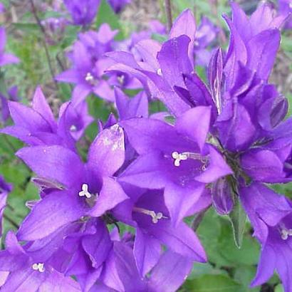 Campanula glom. 'Superba'